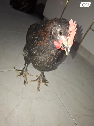 תמונת מודעה - חיות מחמד