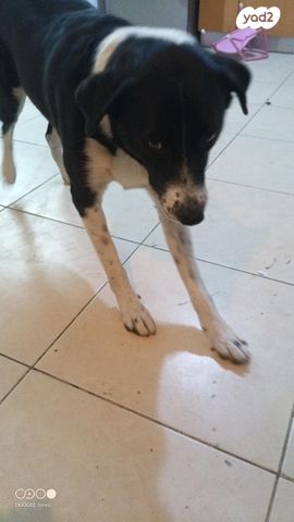 תמונת מודעה - חיות מחמד