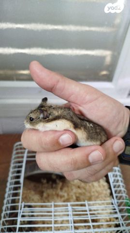 תמונת מודעה - חיות מחמד