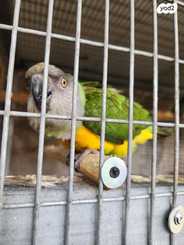 תמונת מודעה - חיות מחמד