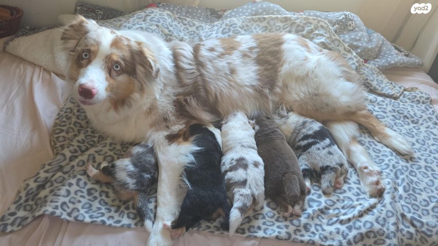 תמונת מודעה - חיות מחמד