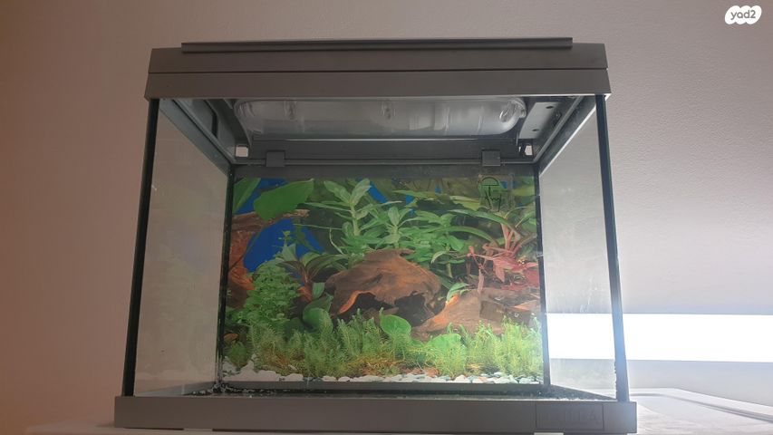 תמונת מודעה - חיות מחמד