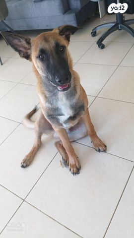 תמונת מודעה - חיות מחמד