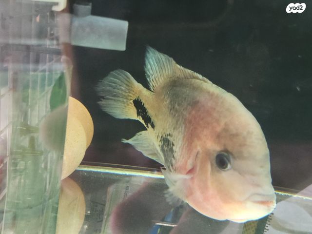 תמונת מודעה - חיות מחמד