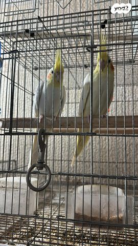 תמונת מודעה - חיות מחמד