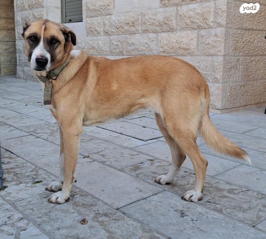 תמונת מודעה - חיות מחמד