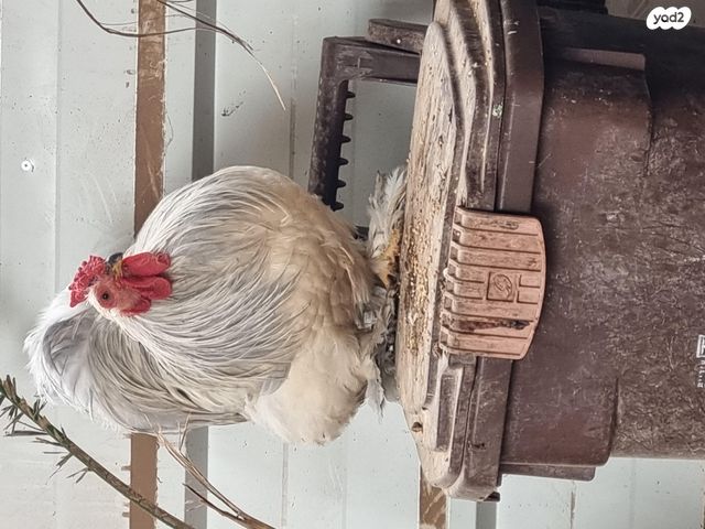 תמונת מודעה - חיות מחמד