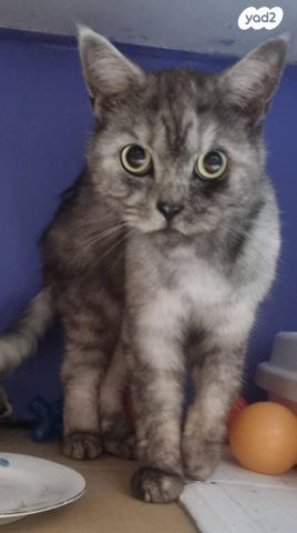 תמונת מודעה - חיות מחמד