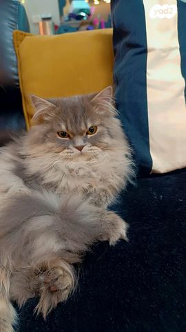 תמונת מודעה - חיות מחמד