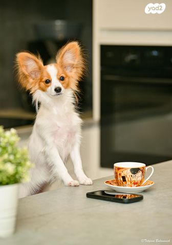 תמונת מודעה - חיות מחמד