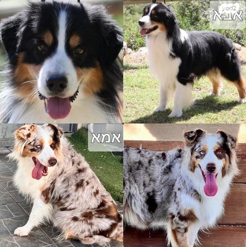 תמונת מודעה - חיות מחמד