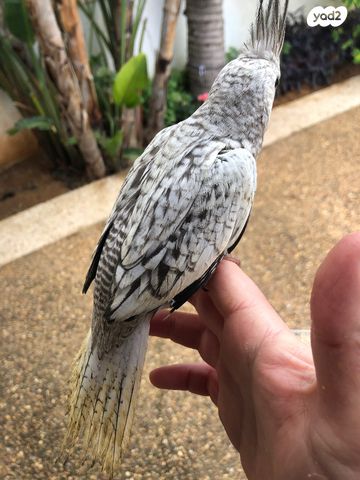 תמונת מודעה - חיות מחמד