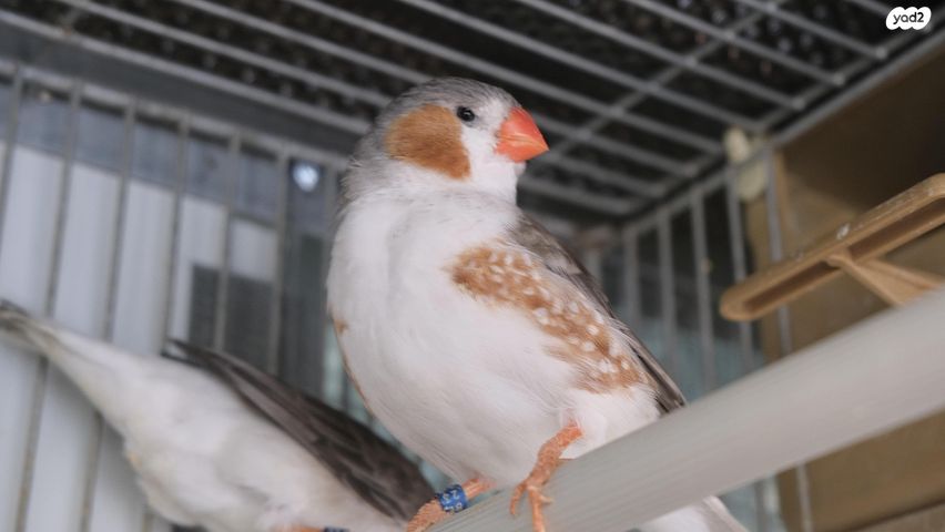 תמונת מודעה - חיות מחמד