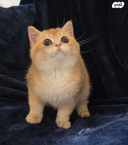 תמונת מודעה - חיות מחמד