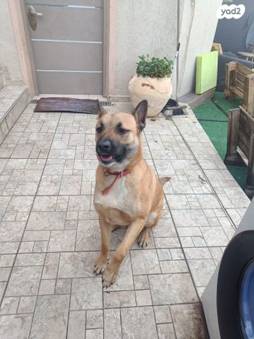 תמונת מודעה - חיות מחמד