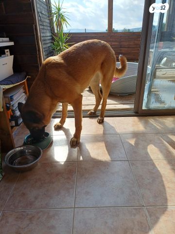 תמונת מודעה - חיות מחמד