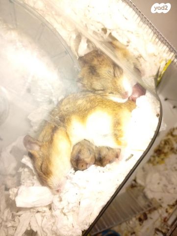 תמונת מודעה - חיות מחמד