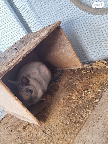 תמונת מודעה - חיות מחמד