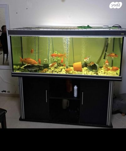 תמונת מודעה - חיות מחמד