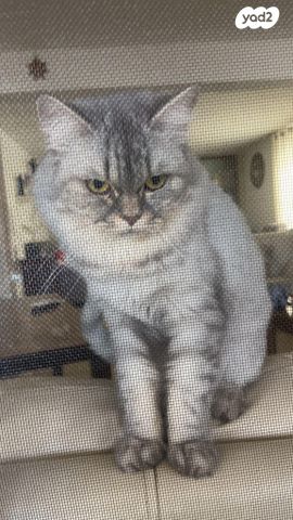 תמונת מודעה - חיות מחמד