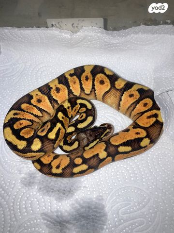 תמונת מודעה - חיות מחמד