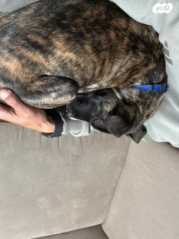 תמונת מודעה - חיות מחמד