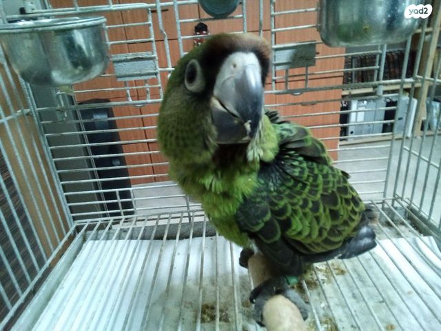 תמונת מודעה - חיות מחמד