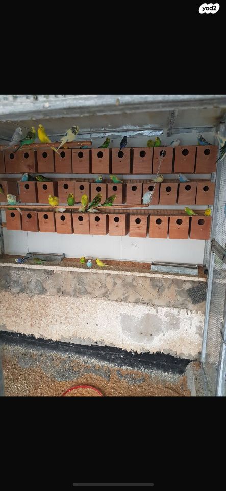 תמונת מודעה - חיות מחמד