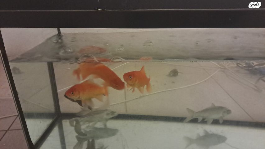 תמונת מודעה - חיות מחמד