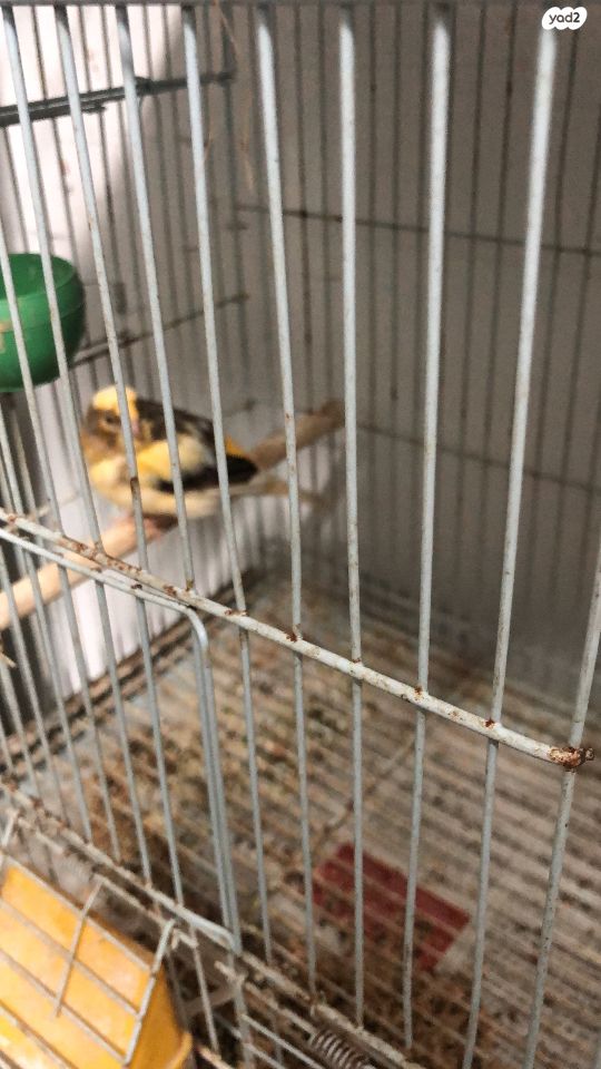 תמונת מודעה - חיות מחמד