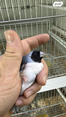 תמונת מודעה - חיות מחמד