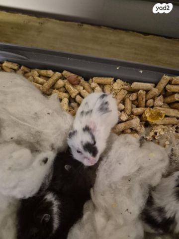 תמונת מודעה - חיות מחמד