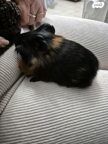 תמונת מודעה - חיות מחמד