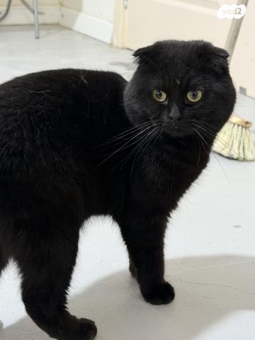 תמונת מודעה - חיות מחמד