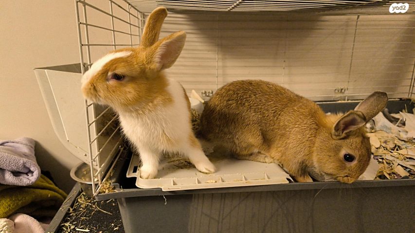 תמונת מודעה - חיות מחמד