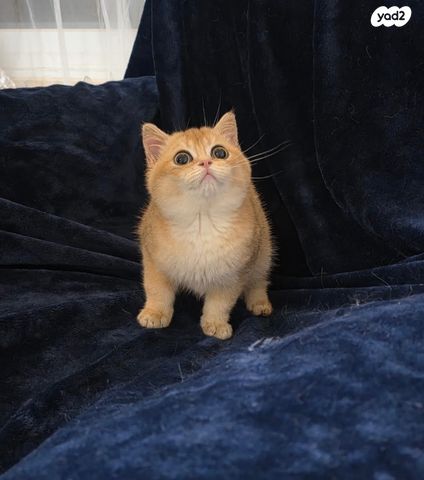 תמונת מודעה - חיות מחמד