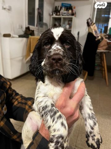 תמונת מודעה - חיות מחמד