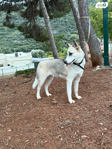 תמונת מודעה - חיות מחמד