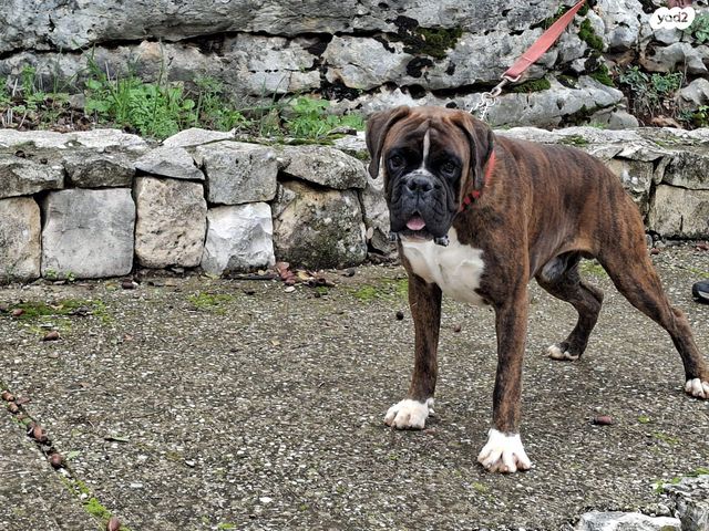 תמונת מודעה - חיות מחמד