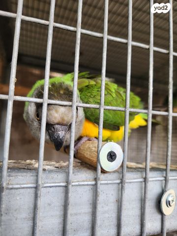 תוכי ג'רדין