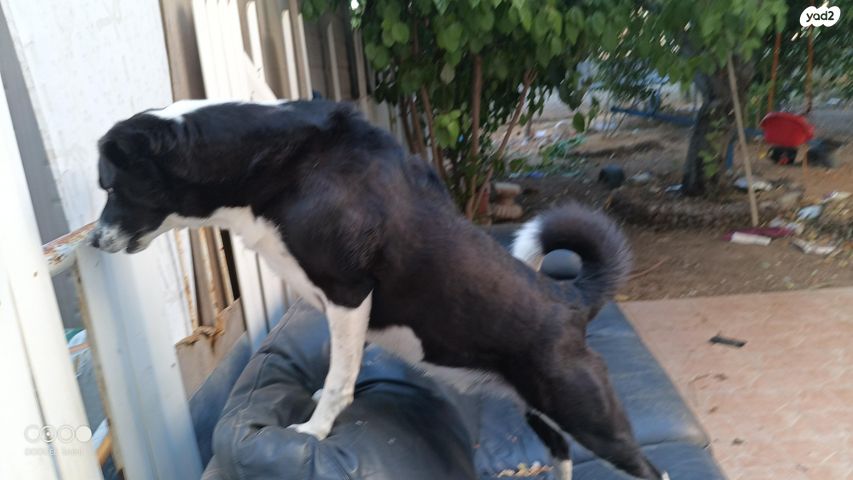 כלב בורדר קולי