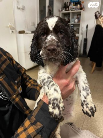 כלב ספרינגר ספנייל