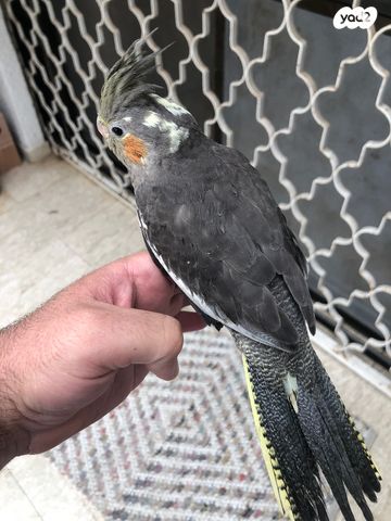 תוכי קוקוטייל