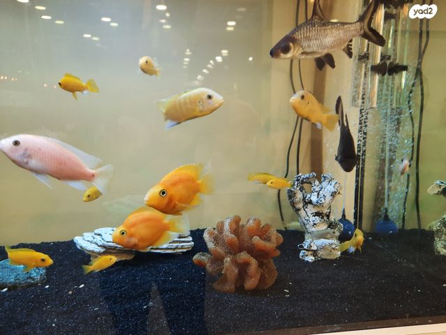 דג ציקלידים