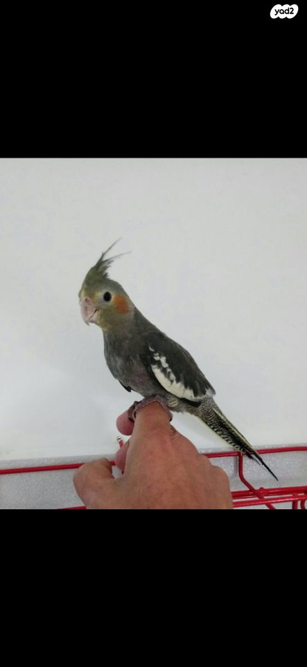 תוכי קוקוטייל