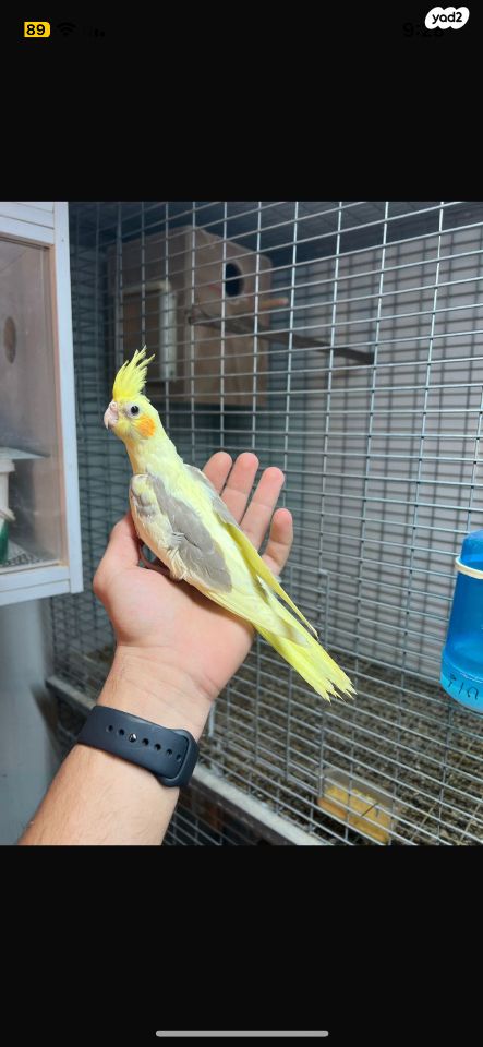 תוכי קוקוטייל