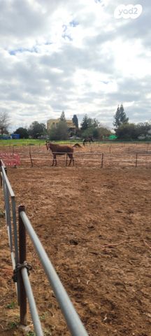 משק חקלאי/ נחלה