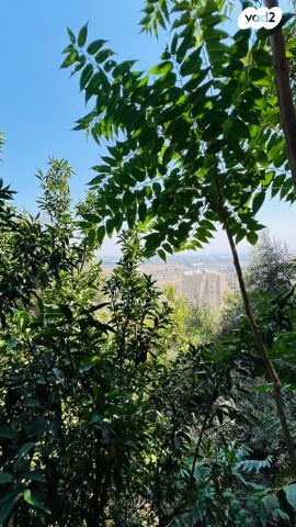 דירה, התשעה, נווה יוסף, חיפה