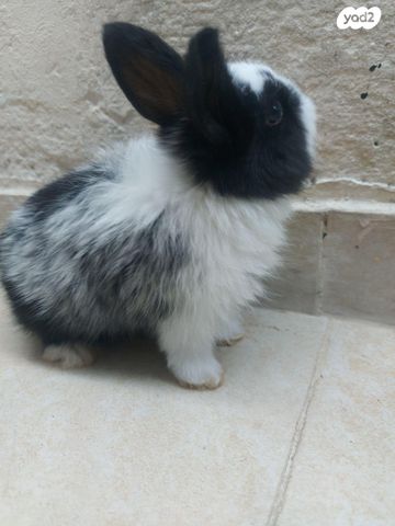 מכרסם ארנב \ שפן