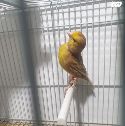 תמונת מודעה - חיות מחמד